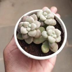 CGASPL Pachyveria Oviferum Roseum (Moonstones) Succulent Plant Plants