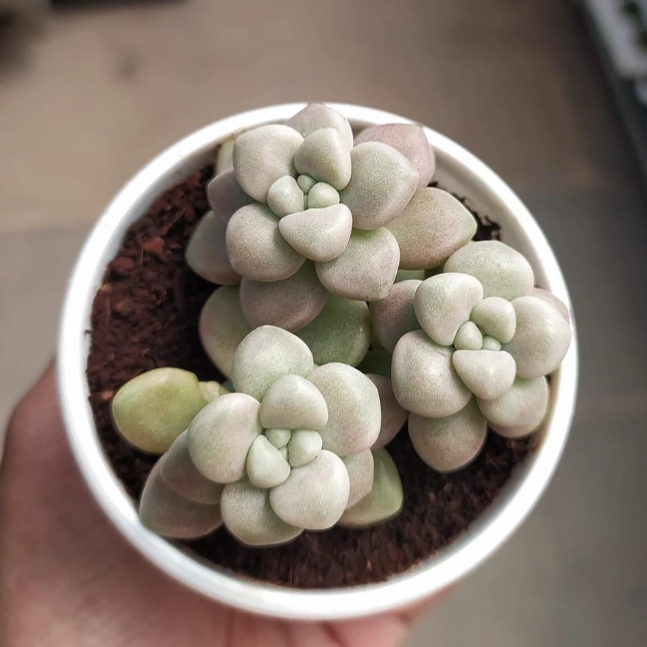 CGASPL Pachyveria Oviferum Roseum (Moonstones) Succulent Plant Plants 3 CGASPL Pachyveria Oviferum Roseum (Moonstones) Succulent Plant Plants