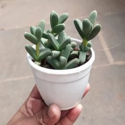 CGASPL Delosperma Lehmannii Succulent Small Plant Plants