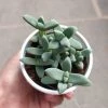 CGASPL Delosperma Lehmannii Succulent Small Plant Plants
