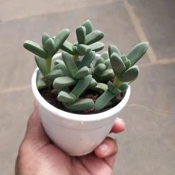 CGASPL Delosperma Lehmannii Succulent Small Plant Plants 10 CGASPL Delosperma Lehmannii Succulent Small Plant Plants