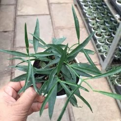 CGASPL Hoya Longifolia Plant Others