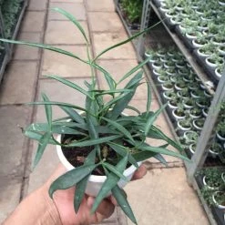 CGASPL Hoya Longifolia Plant Others