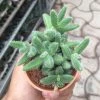CGASPL Delosperma Pruinosum Small Succulent Plant