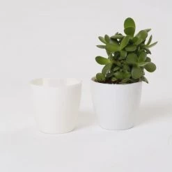 CGASPL Pot-Planters 2.5