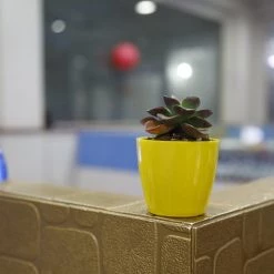 CGASPL 2.5 Inch White Singapore Pot (67mm) Pot-Planters