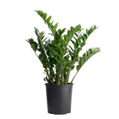 CGASPL 3 Indoor Plant Pack - Anthurium, ZZ Plant, Fern Plant