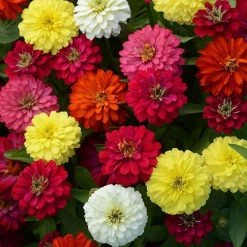 CGASPL Zinnia Double Zahara Brilliant Mix Flower Seeds Imported Flower Seeds