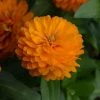 CGASPL Imported Flower Seeds Zinnia Double Zahara Orange Bright Flower Seeds