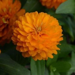 CGASPL Imported Flower Seeds Zinnia Double Zahara Orange Bright Flower Seeds