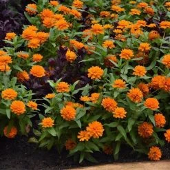 CGASPL Imported Flower Seeds Zinnia Double Zahara Orange Bright Flower Seeds