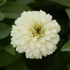 CGASPL Imported Flower Seeds Zinnia Double Zahara White Flower Seeds