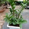 CGASPL Zamiaculacus Zenzii (zz,plant)