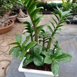 CGASPL Zamiaculacus Zenzii (zz,plant)