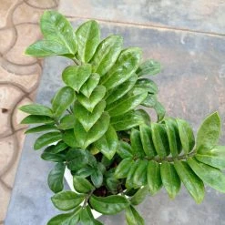 CGASPL Zamiaculacus Zenzii (zz,plant)
