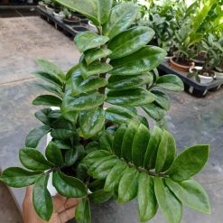 CGASPL Zamiaculacus Zenzii (zz,plant)