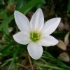 CGASPL Zephyranthus White Flower Bulbs (Pack Of 20) Winter Flower Bulbs