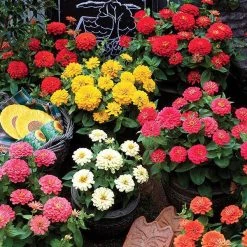 Takii Seeds Zinnia Double Dreamland Mix Flower Seeds