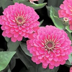 CGASPL Imported Flower Seeds Zinnia Double Dreamland Pink Flower Seeds