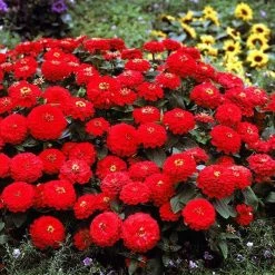 CGASPL Zinnia Double Dreamland Red Flower Seeds