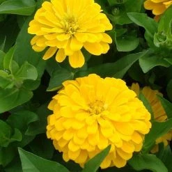 Takii Seeds Zinnia Double Dreamland Yellow Flower Seeds