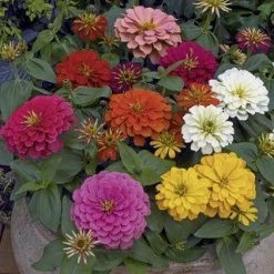 CGASPL Zinnia Double Magellan Mix Flower Seeds Imported Flower Seeds