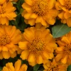 Sakata Seeds Zinnia Double Profusion Golden Flower Seeds