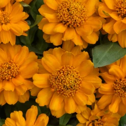 Sakata Seeds Zinnia Double Profusion Golden Flower Seeds