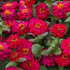 Sakata Seeds Zinnia Double Profusion Hot Cherry Flower Seeds