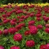CGASPL Zinnia Double Zahara Cherry Flower Seeds Imported Flower Seeds