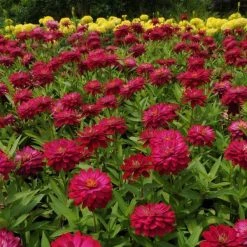 CGASPL Zinnia Double Zahara Cherry Flower Seeds Imported Flower Seeds