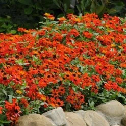 CGASPL Imported Flower Seeds Zinnia Double Zahara Fire Flower Seeds
