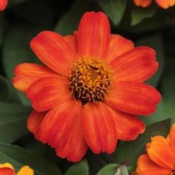 CGASPL Imported Flower Seeds Zinnia Double Zahara Fire Flower Seeds
