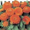 CGASPL Zinnia F1 Dreamland Coral Flower Seeds 1 CGASPL Zinnia F1 Dreamland Coral Flower Seeds
