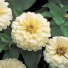 CGASPL Zinnia F1 Dreamland Ivory Flower Seeds 2 CGASPL Zinnia F1 Dreamland Ivory Flower Seeds