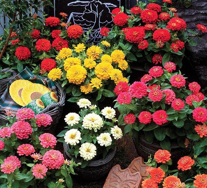 CGASPL Zinnia F1 Dreamland Mix Flower Seeds Imported Flower Seeds 3 CGASPL Zinnia F1 Dreamland Mix Flower Seeds Imported Flower Seeds