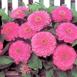 CGASPL Zinnia F1 Dreamland Pink Flower Seeds Imported Flower Seeds