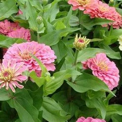 CGASPL Zinnia F1 Dreamland Pink Flower Seeds Imported Flower Seeds
