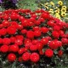 CGASPL Zinnia F1 Dreamland Red Flower Seeds