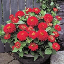 CGASPL Zinnia F1 Dreamland Red Flower Seeds