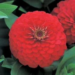 CGASPL Zinnia F1 Dreamland Red Flower Seeds