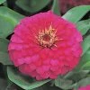 CGASPL Zinnia F1 Dreamland Rose Flower Seeds