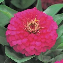 CGASPL Zinnia F1 Dreamland Rose Flower Seeds