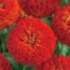 CGASPL Zinnia F1 Dreamland Scarlet Flower Seeds Imported Flower Seeds 2 CGASPL Zinnia F1 Dreamland Scarlet Flower Seeds Imported Flower Seeds