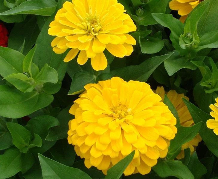 CGASPL Zinnia F1 Dreamland Yellow Flower Seeds Imported Flower Seeds 3 CGASPL Zinnia F1 Dreamland Yellow Flower Seeds Imported Flower Seeds