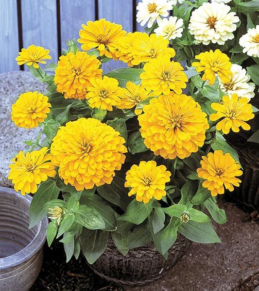 CGASPL Zinnia F1 Dreamland Yellow Flower Seeds Imported Flower Seeds 4 CGASPL Zinnia F1 Dreamland Yellow Flower Seeds Imported Flower Seeds