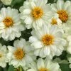 Sakata Seeds Zinnia Double Profusion White Flower Seeds Imported Flower Seeds