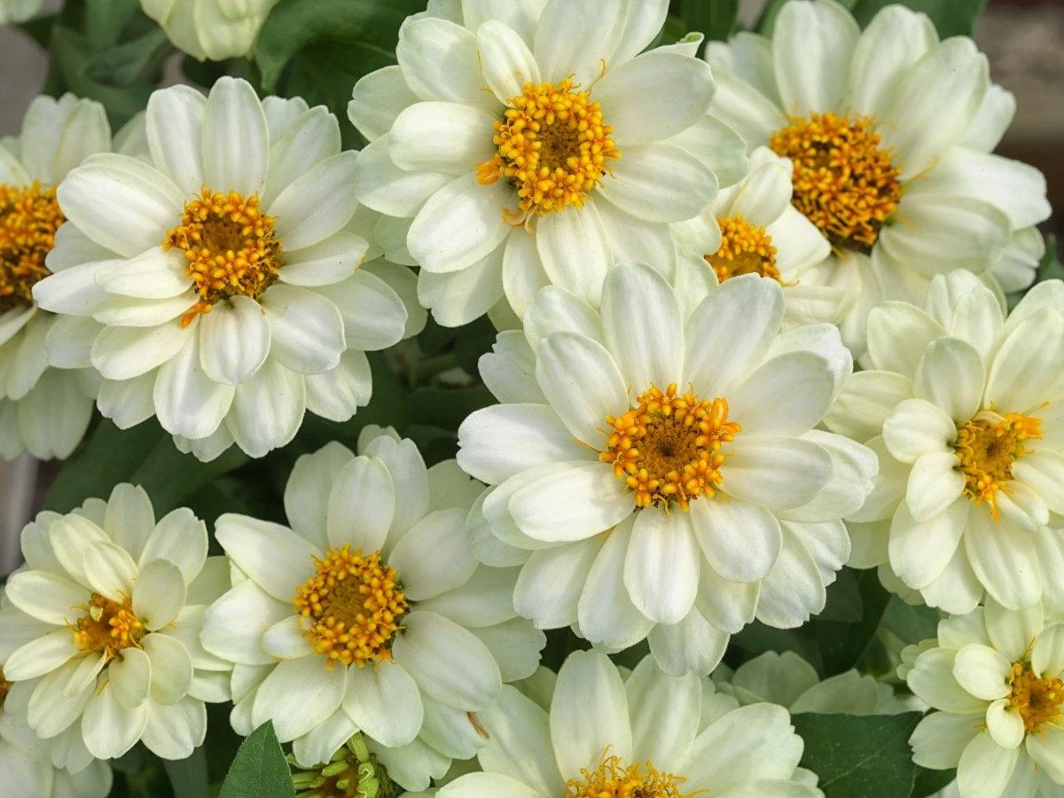 Sakata Seeds Zinnia Double Profusion White Flower Seeds Imported Flower Seeds 3 Sakata Seeds Zinnia Double Profusion White Flower Seeds Imported Flower Seeds