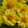 Sakata Seeds Imported Flower Seeds Zinnia Double Profusion Yellow Flower Seeds 1 Sakata Seeds Imported Flower Seeds Zinnia Double Profusion Yellow Flower Seeds