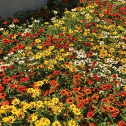 Sakata Seeds Imported Flower Seeds Zinnia Single Profusion Mix Flower Seeds